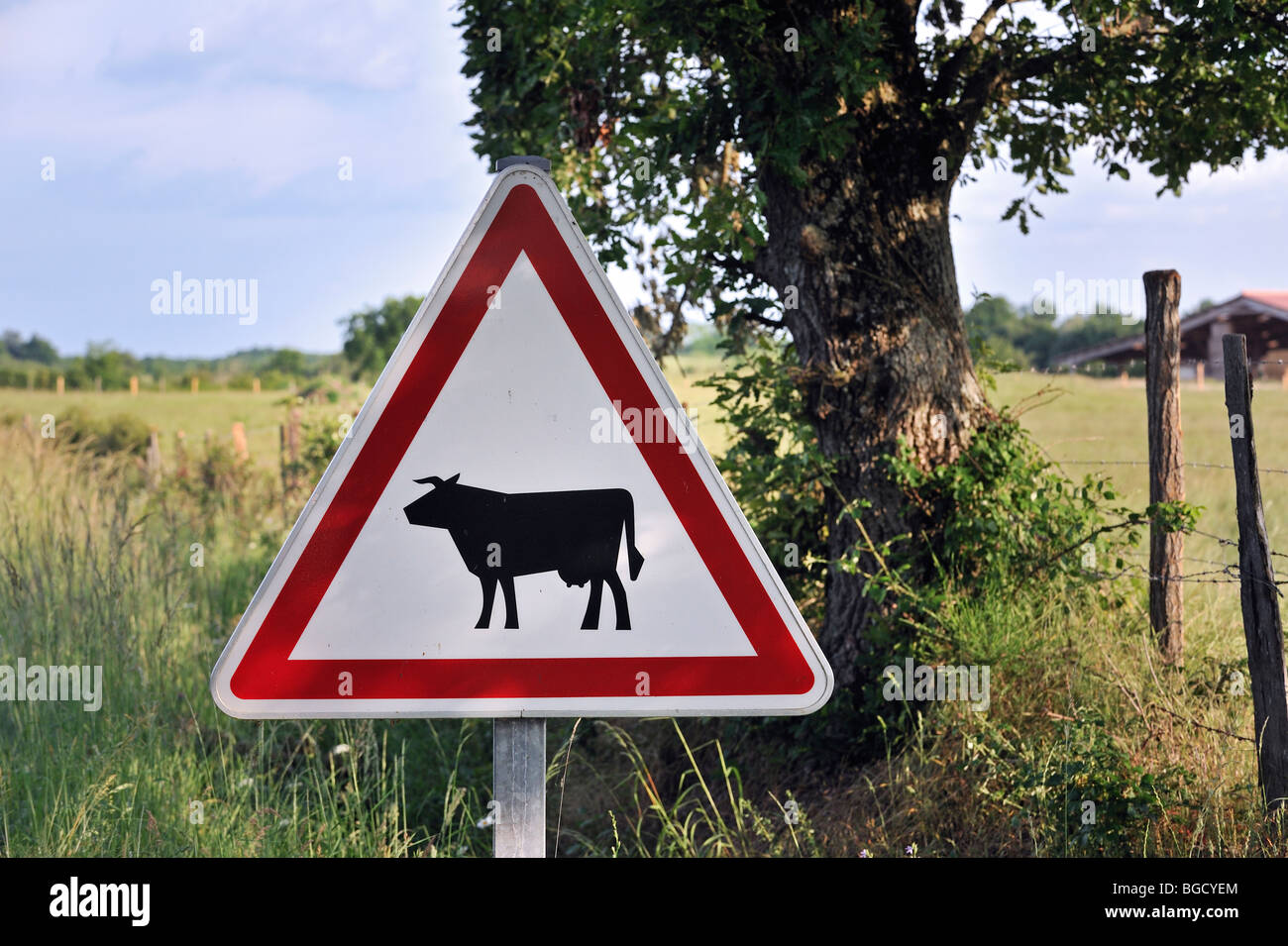 Panneau d'avertissement de danger / panneau de circulation pour les vaches / bovins traversent la route Banque D'Images