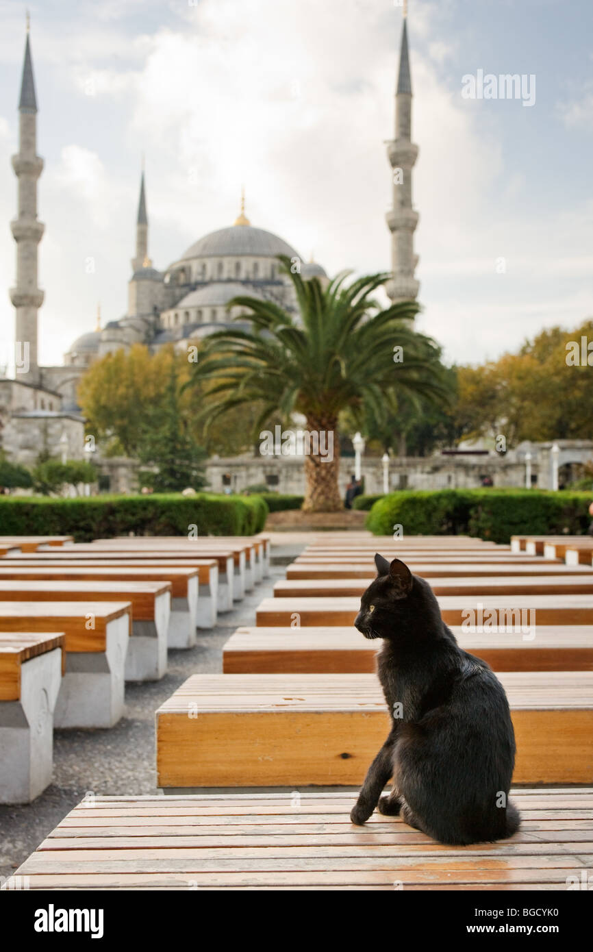 Chat noir près de Mosquée Sultan Ahmed (Mosquée Bleue) Istanbul, Turquie Banque D'Images