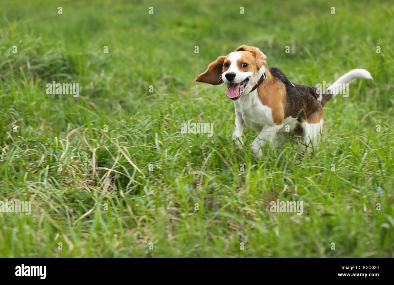 L'aboiement du chiot de chien de chasse sur la Banque D'Images