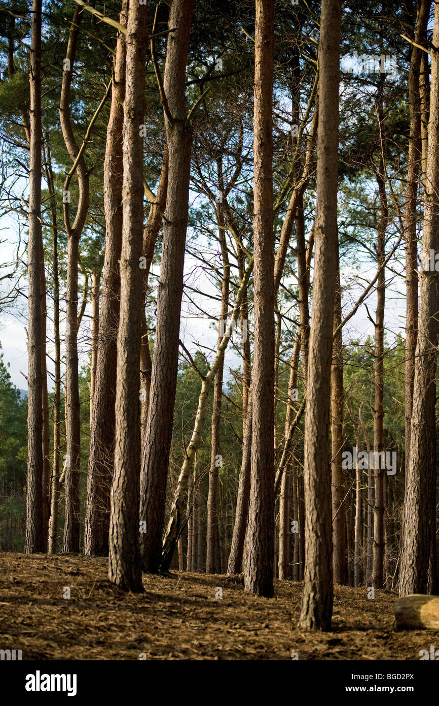 Forêt de pins en hiver, Sussex, Angleterre Banque D'Images