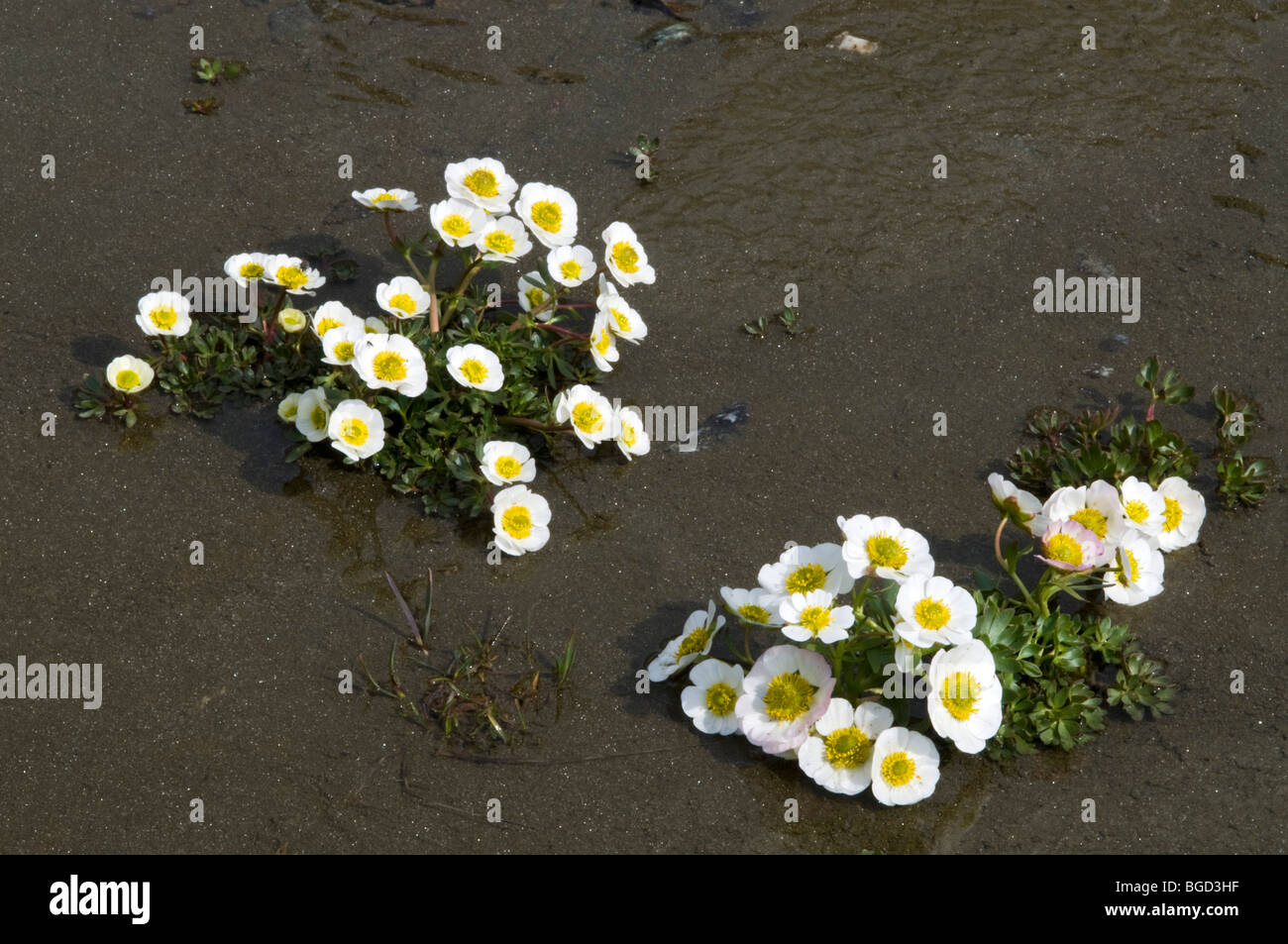 Renoncule des glaciers ou le glacier Crowfoot (Ranunculus glacialis), Parc National Gran Paradiso, Valle d'Aosta, Italie, Europe Banque D'Images