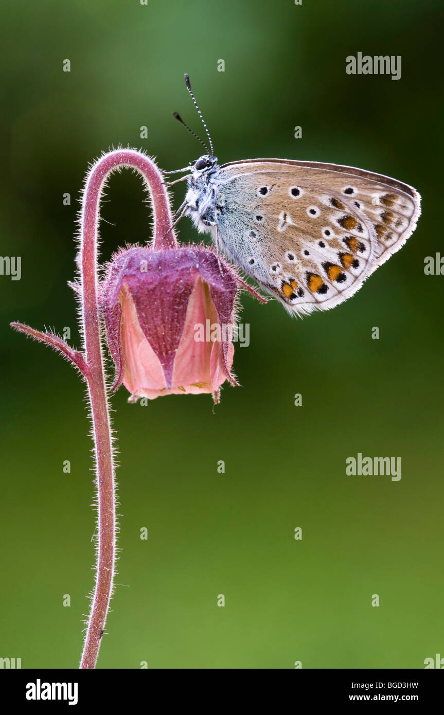 Papillon Bleu commun (Polyommatus icarus), Schwaz, Tyrol du Nord, l'Autriche, Europe Banque D'Images