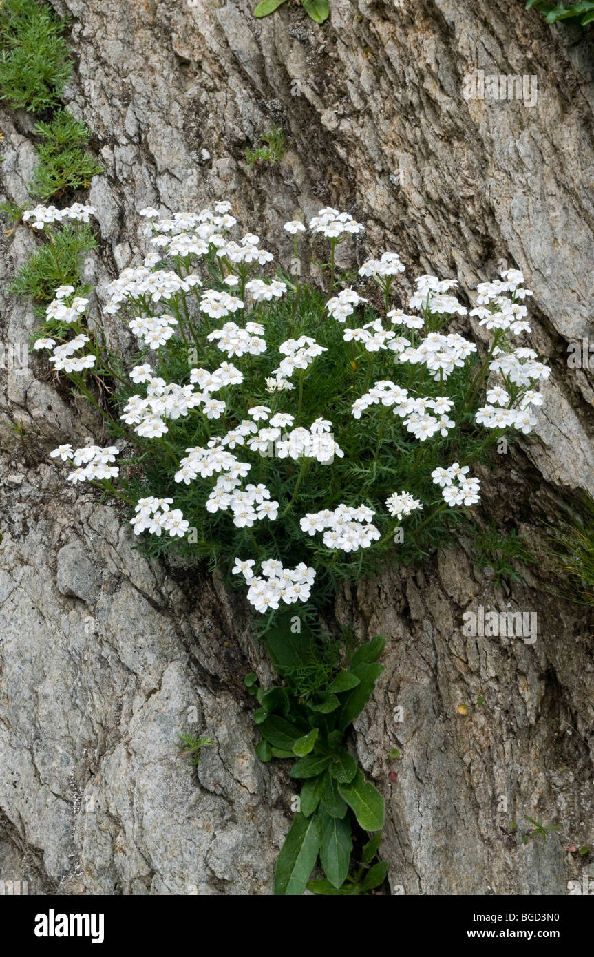 Le musc l'achillée millefeuille (Achillea erba-rotta ssp. Moschata), lac Oberaar, Alpes Bernoises, canton de Berne, Suisse, Europe Banque D'Images