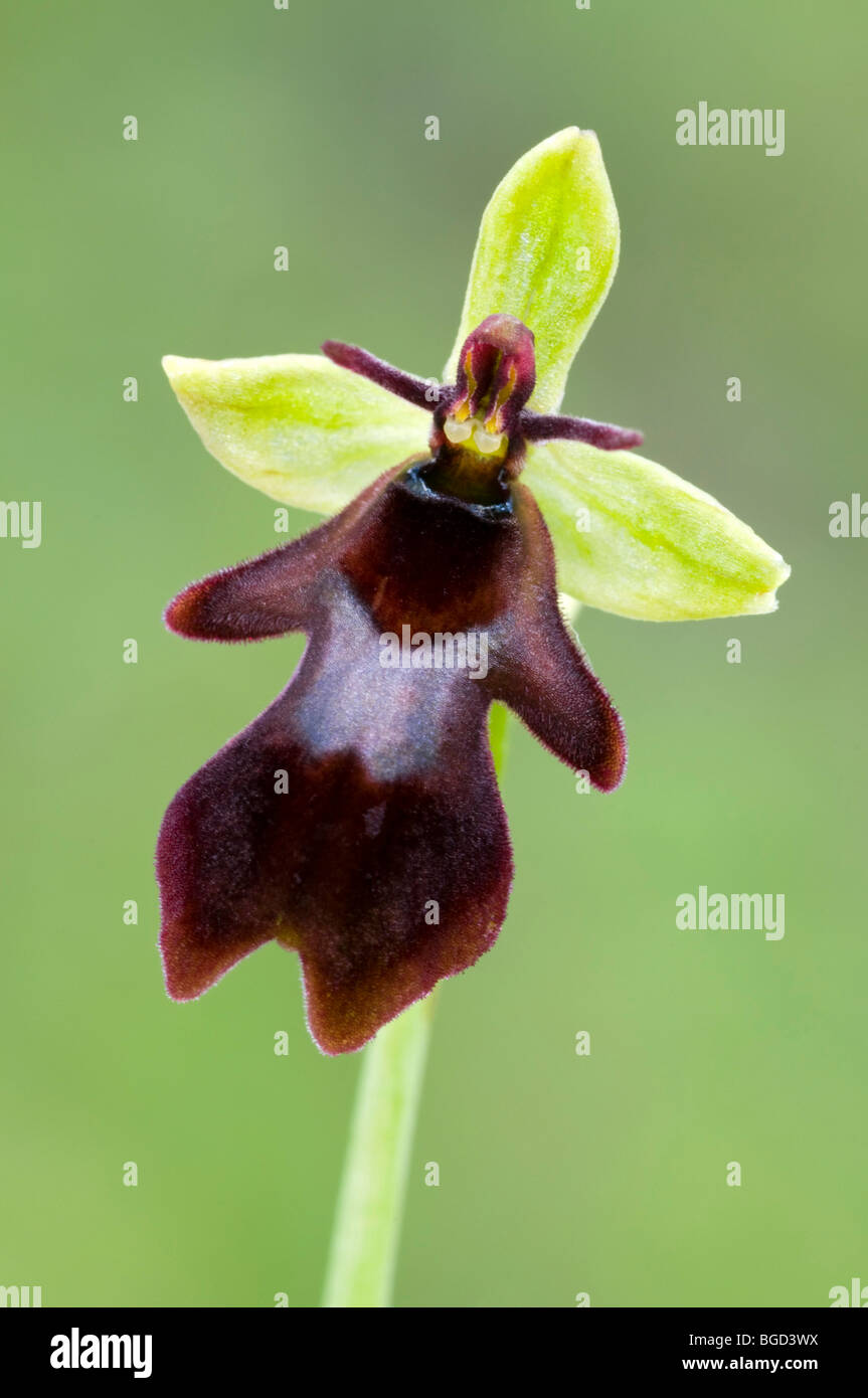 L'Orchidée Ophrys insectifera (Fly), Pfrillen Lac, vallée de Lech, dans le Tyrol, Autriche, Europe Banque D'Images