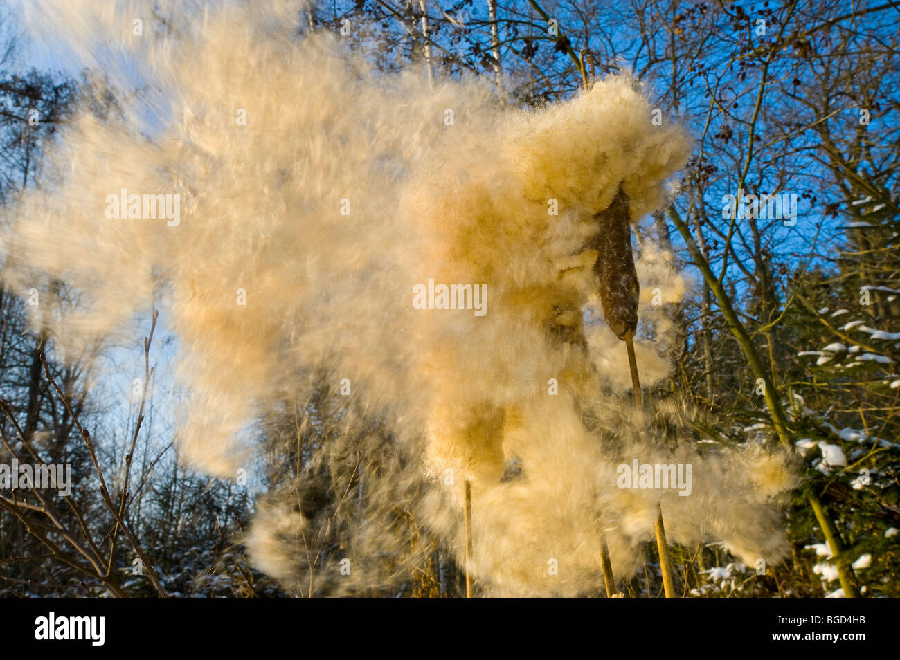 Rafale coup reed mace fleur fleurs fleurs en hiver la dispersion des fruits de l'éclatement de soufflage de freinage frein Banque D'Images
