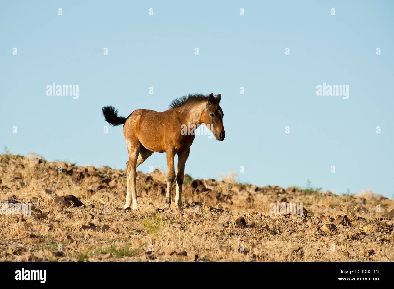 Baby Wild Horse colt Equus ferus caballus Nevada Banque D'Images