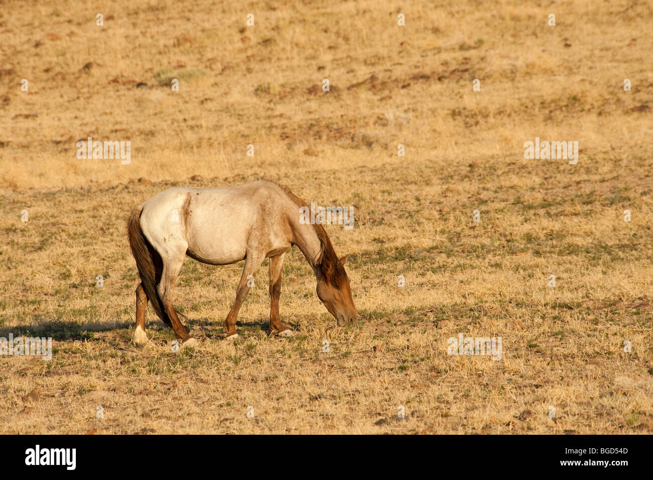 Wild Horse Equus ferus caballus Nevada Banque D'Images