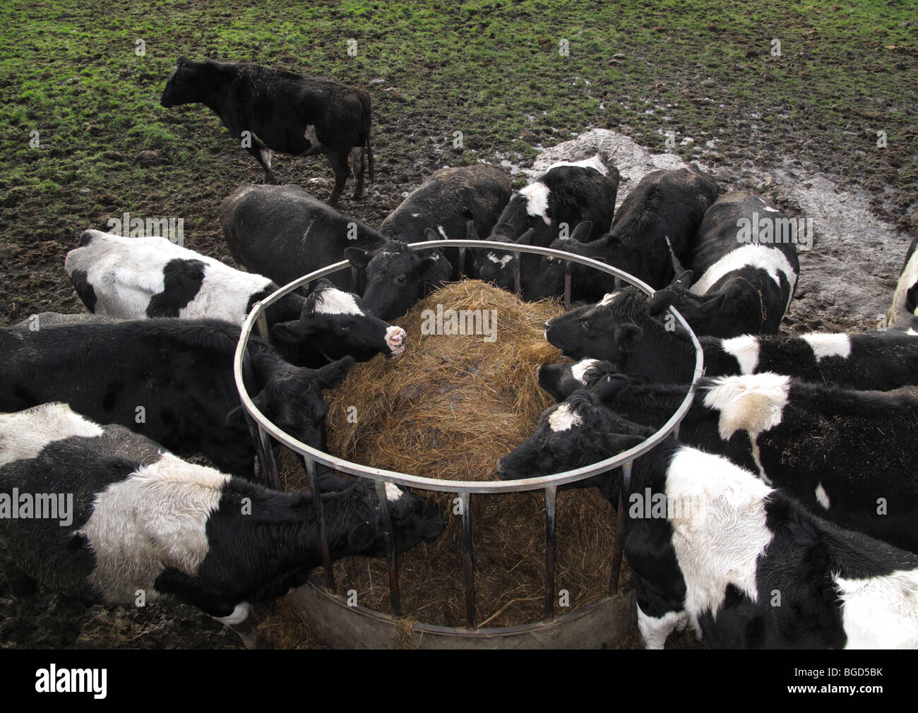 L'alimentation du bétail d'alimentation d'hiver sur une ferme laitière au Royaume-Uni. Banque D'Images