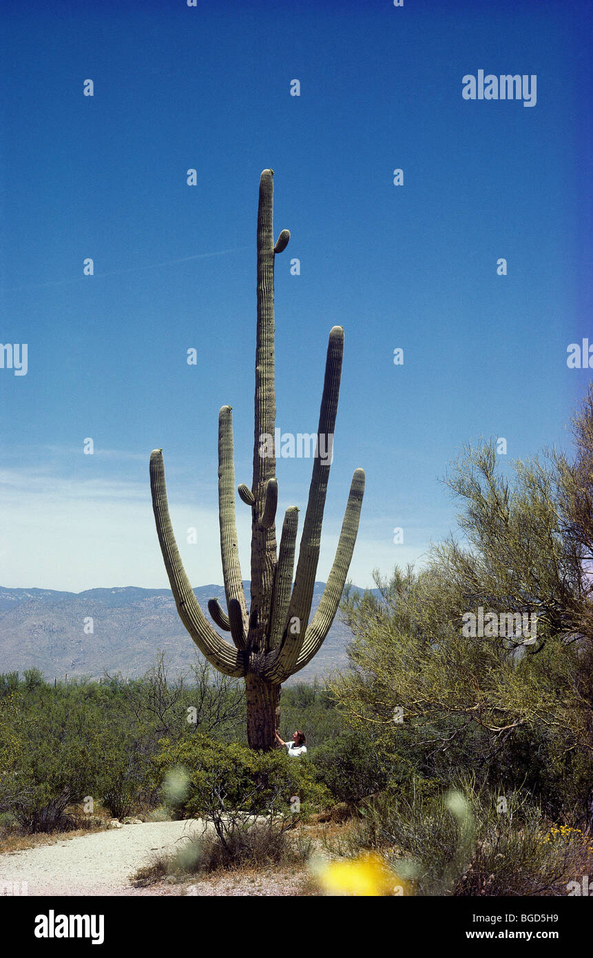 Saguaro Cactus, Arizona ; l'un des plus grands du monde des cactus Banque D'Images