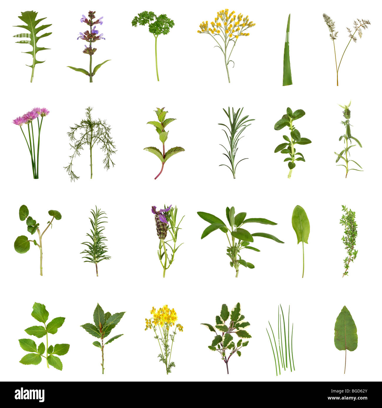 Grandes plantes médicinales et herbes culinaires et fleur isolée de sélection sur fond blanc. Banque D'Images