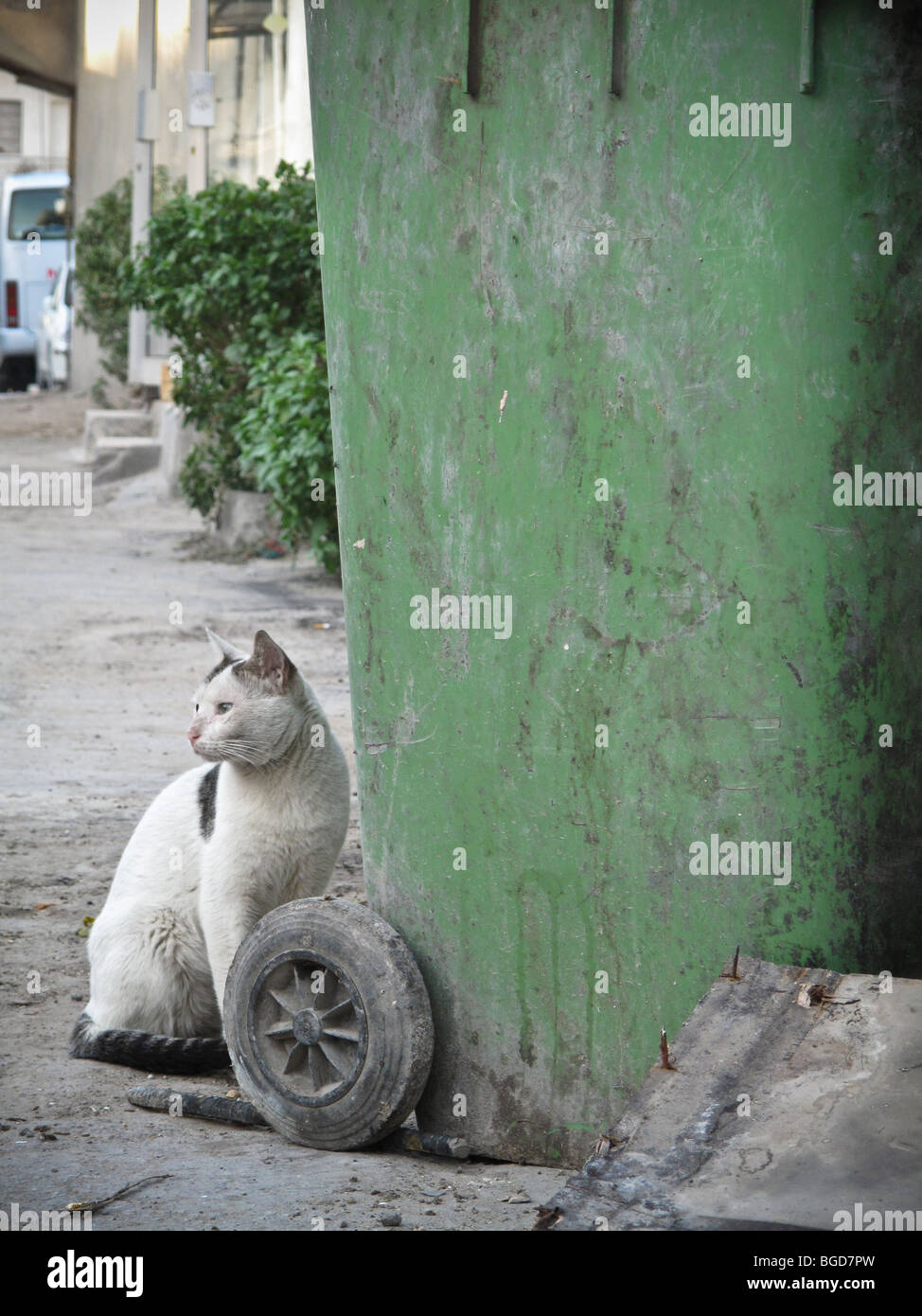 félin sauvage Banque D'Images