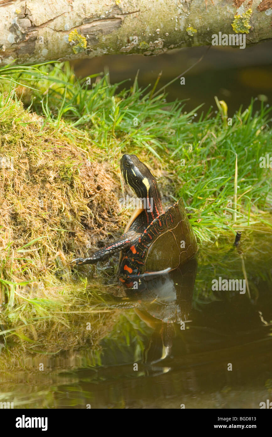 La tortue peinte de l'Amérique du Nord Chrysemys picta marginata, émergeant de l'eau sur terre. Banque D'Images