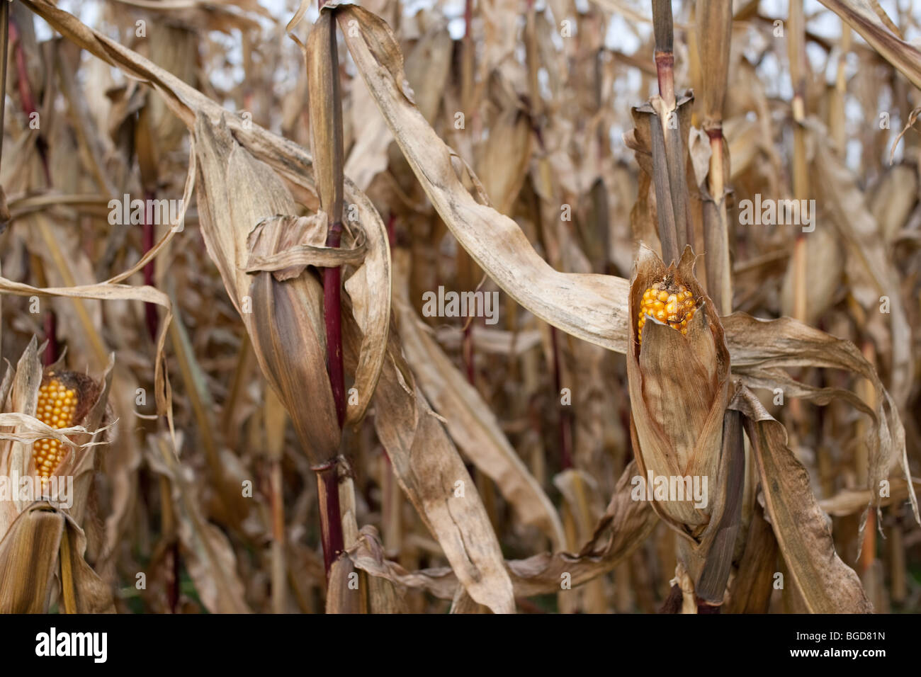 La rareté de l'eau, du maïs sec. Banque D'Images