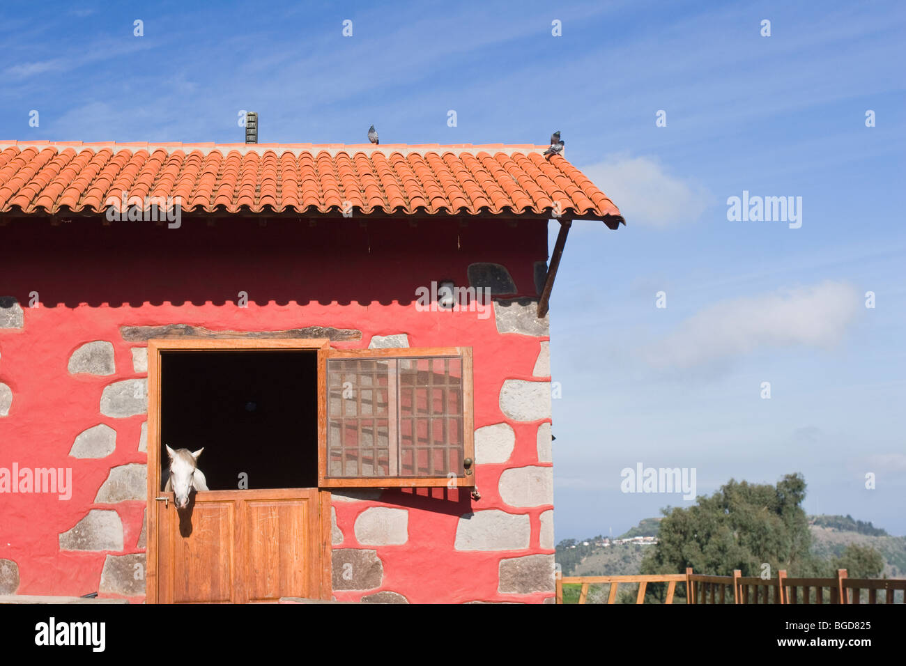 Un cheval avec sa tête hors d'une porte de l'écurie sur Gran Canaria à la Finca Osorio Banque D'Images