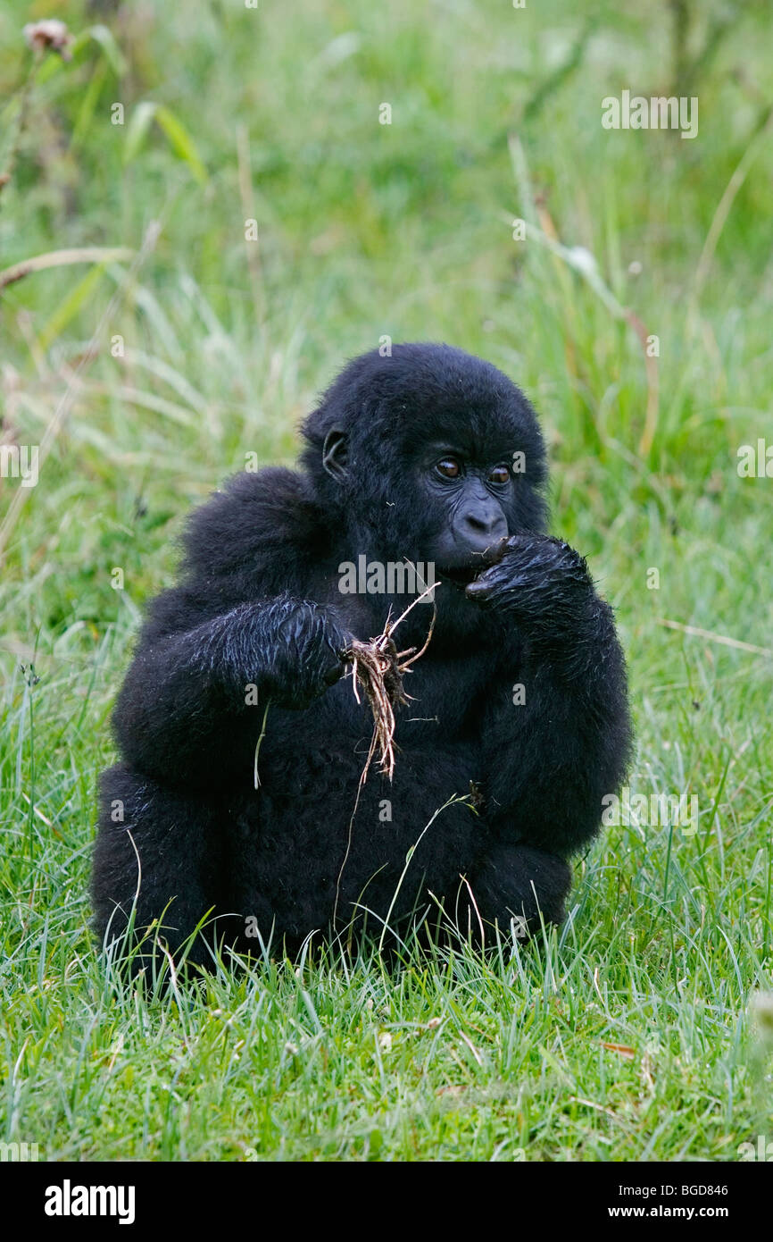 Les jeunes Mountain Gorilla gorilla berengei berengei manger Silverback Afrique Rwanda Banque D'Images