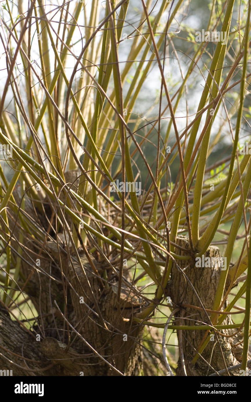 Saule (Salix sp.). Les pousses adventives et les branches de plus en plus une coupure de réseau. Proche de l'émondage. Banque D'Images