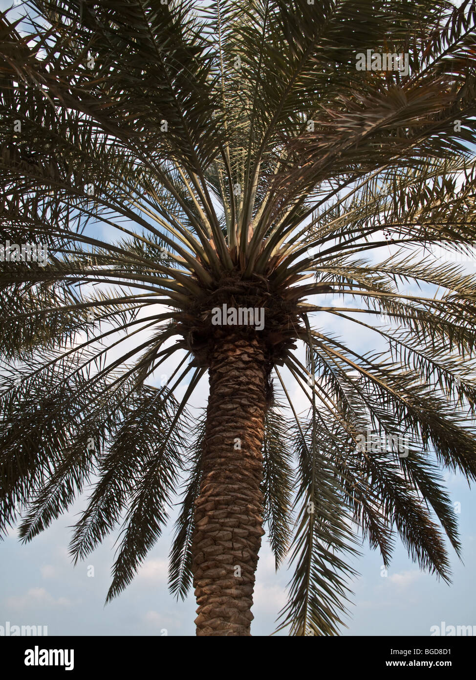 Palm tree Banque D'Images