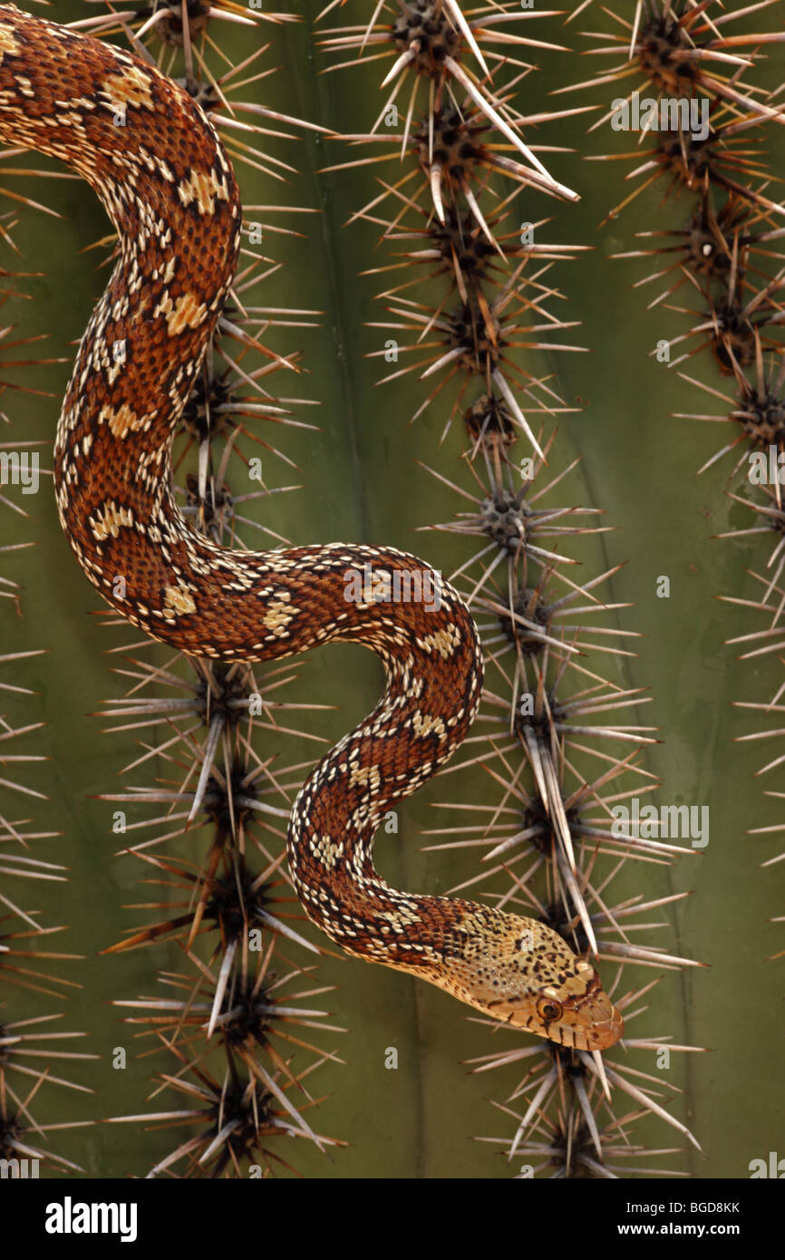 Sonoran Couleuvre à nez mince (Pituophis catenifer affinis) - ramper sur Saguaro cactus - Arizona - USA Banque D'Images