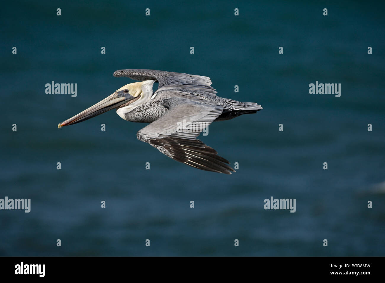 Pélican brun (Pelecanus occidentalis) - battant - côte sud de la Californie - USA Banque D'Images