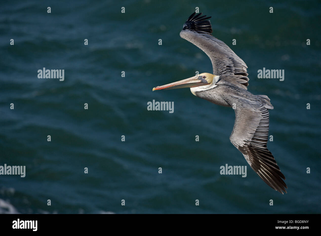 Pélican brun (Pelecanus occidentalis) - battant - côte sud de la Californie - USA Banque D'Images