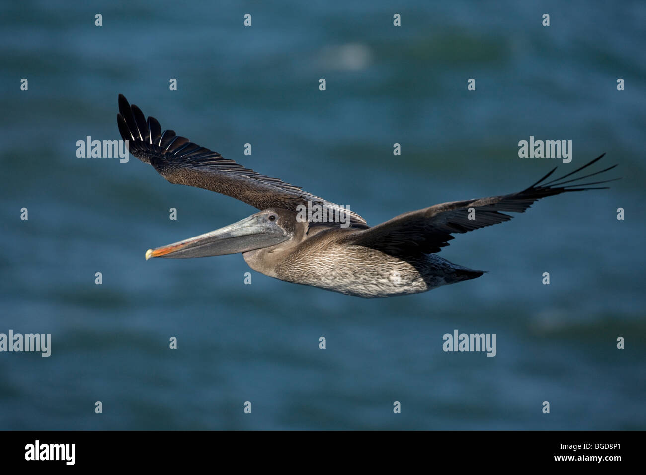 Pélican brun (Pelecanus occidentalis) - battant - côte sud de la Californie - USA Banque D'Images