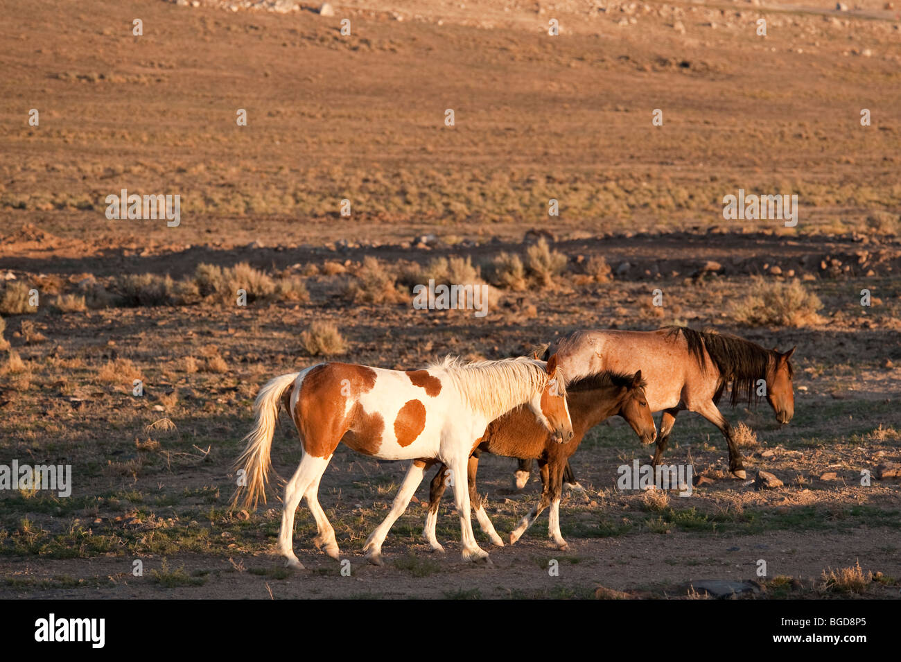 Chevaux sauvages Equus ferus caballus Nevada Banque D'Images