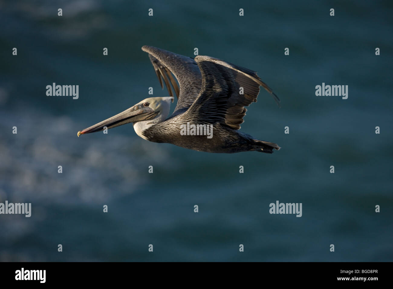 Pélican brun (Pelecanus occidentalis) - battant - côte sud de la Californie - USA Banque D'Images