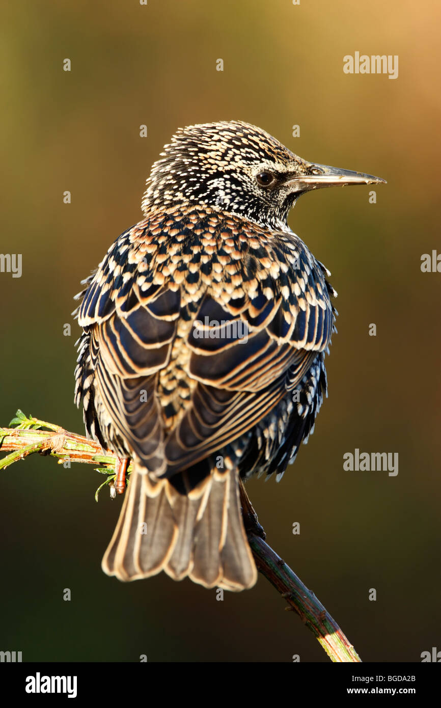 Vue arrière d'un étourneau sansonnet (Sturnus vulagris) montrant en plumage d'hiver tout en taches perché Banque D'Images