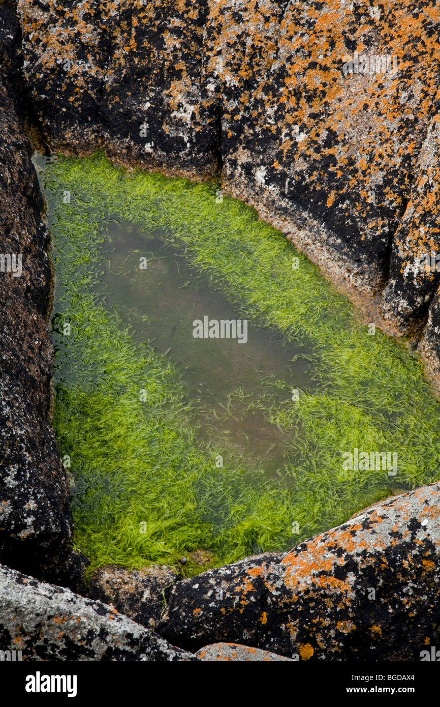 Les algues vertes, rockpool, Cornwall. Banque D'Images