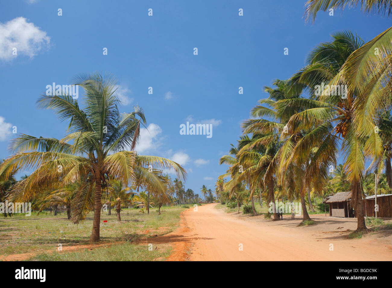 La route de tofo dans la province d'Inhambane, dans le sud du Mozambique, avec des cocotiers et les chemins de terre rouge caractéristique. Banque D'Images
