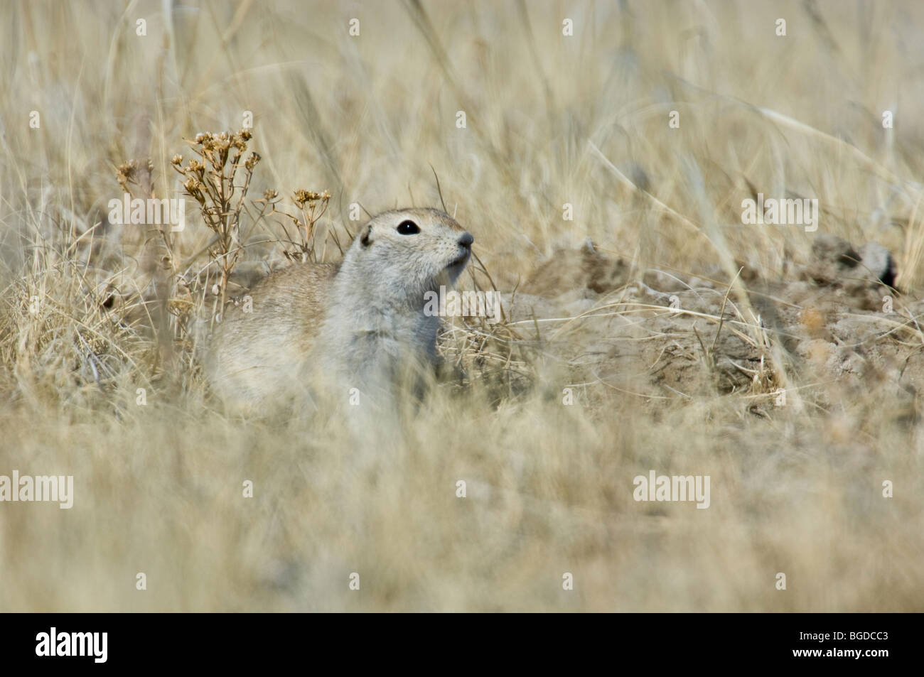 Le Spermophile de Richardson, alerte à l'entrée des terriers, Alberta, Canada Banque D'Images
