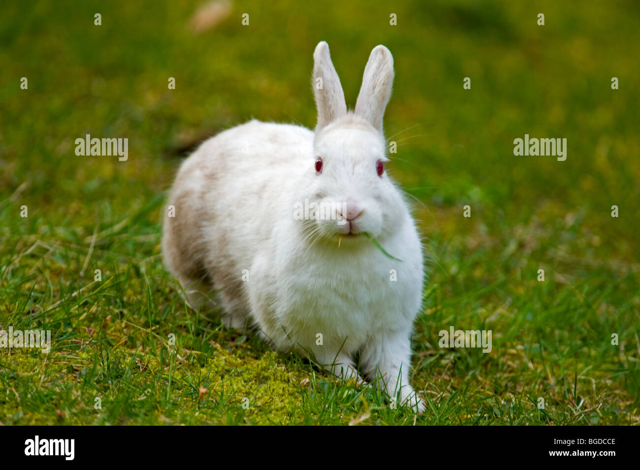 Lapin albinos blanc/pelouse de pâturage dans l'île de Vancouver, BC, Canada Banque D'Images