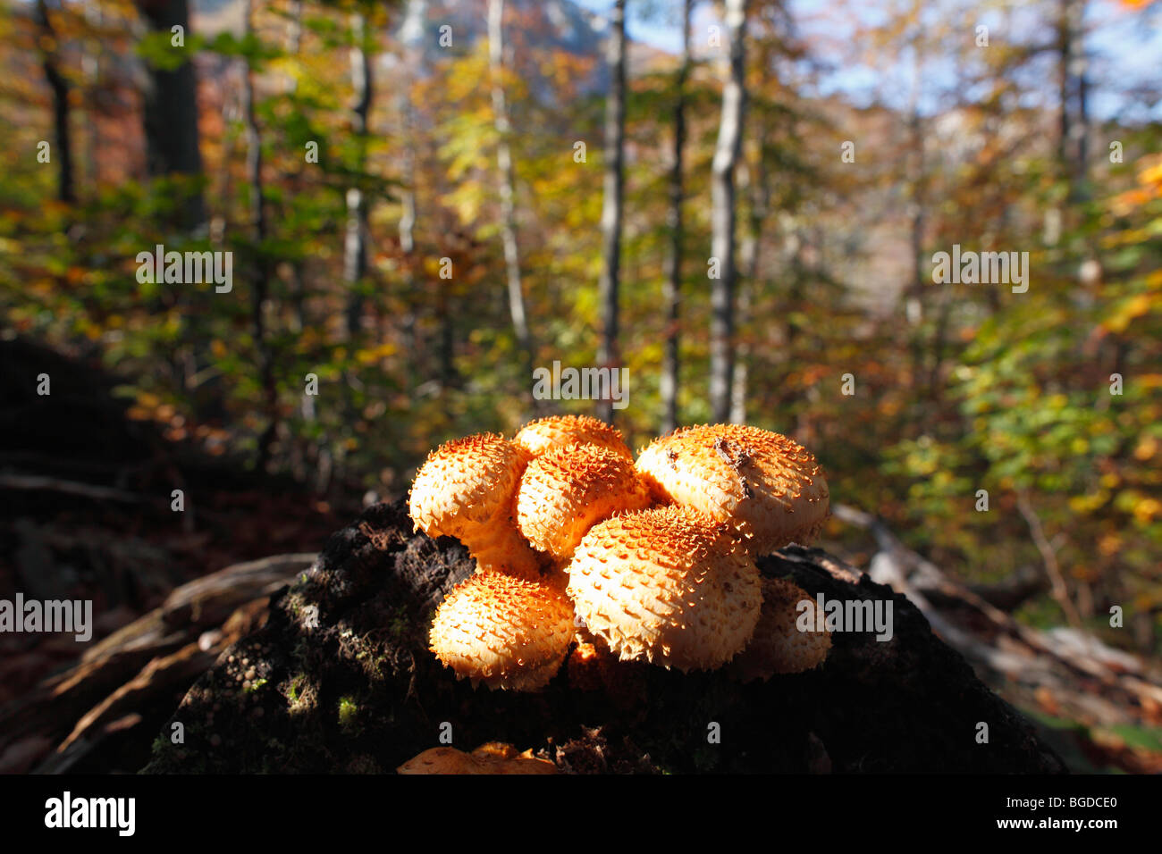 Pholiota mushroom (Pholiota sp), les jeunes champignons sur souche, le parc national de Risnjak, Gorski Kotar, Croatie, Europe Banque D'Images