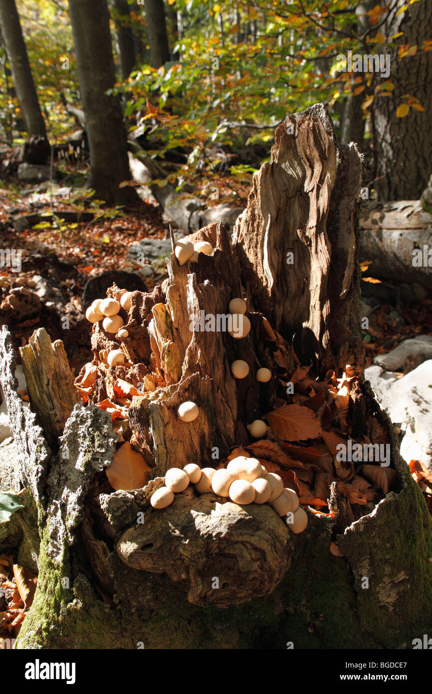 En forme de poire (Lycoperdon pyriforme vesse-de), les champignons sur souche, le parc national de Risnjak, Gorski Kotar, Croatie, Europe Banque D'Images