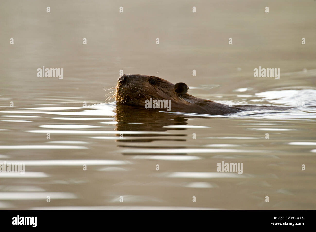 Castor (Castor canadensis) Nager dans l'étang à l'aube, le Grand Sudbury, Ontario, Canada Banque D'Images