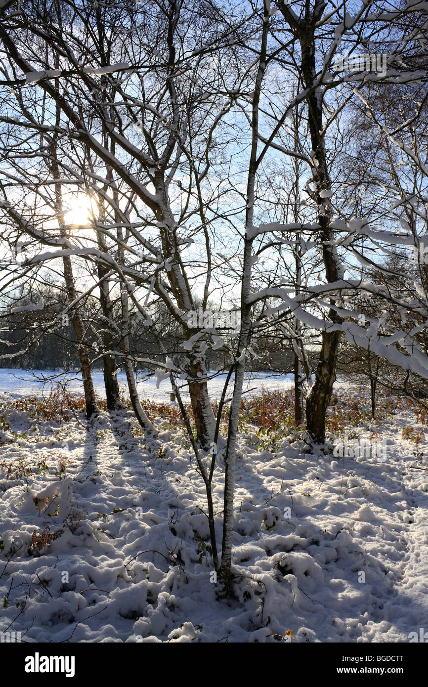 Neige sur Headley, Surrey Heath England UK Banque D'Images