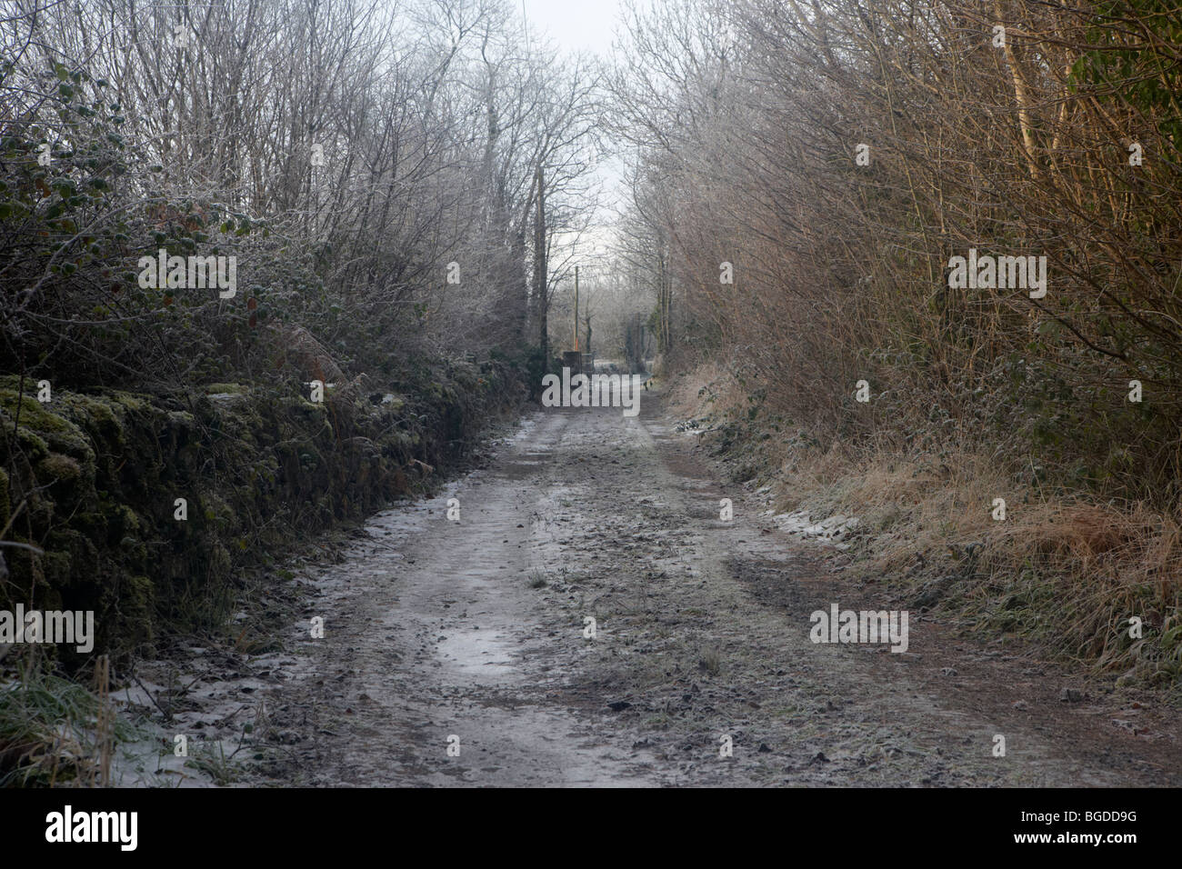 Givre sur une voie irlandaise rural par un froid matin d'hiver glacial en Irlande Banque D'Images