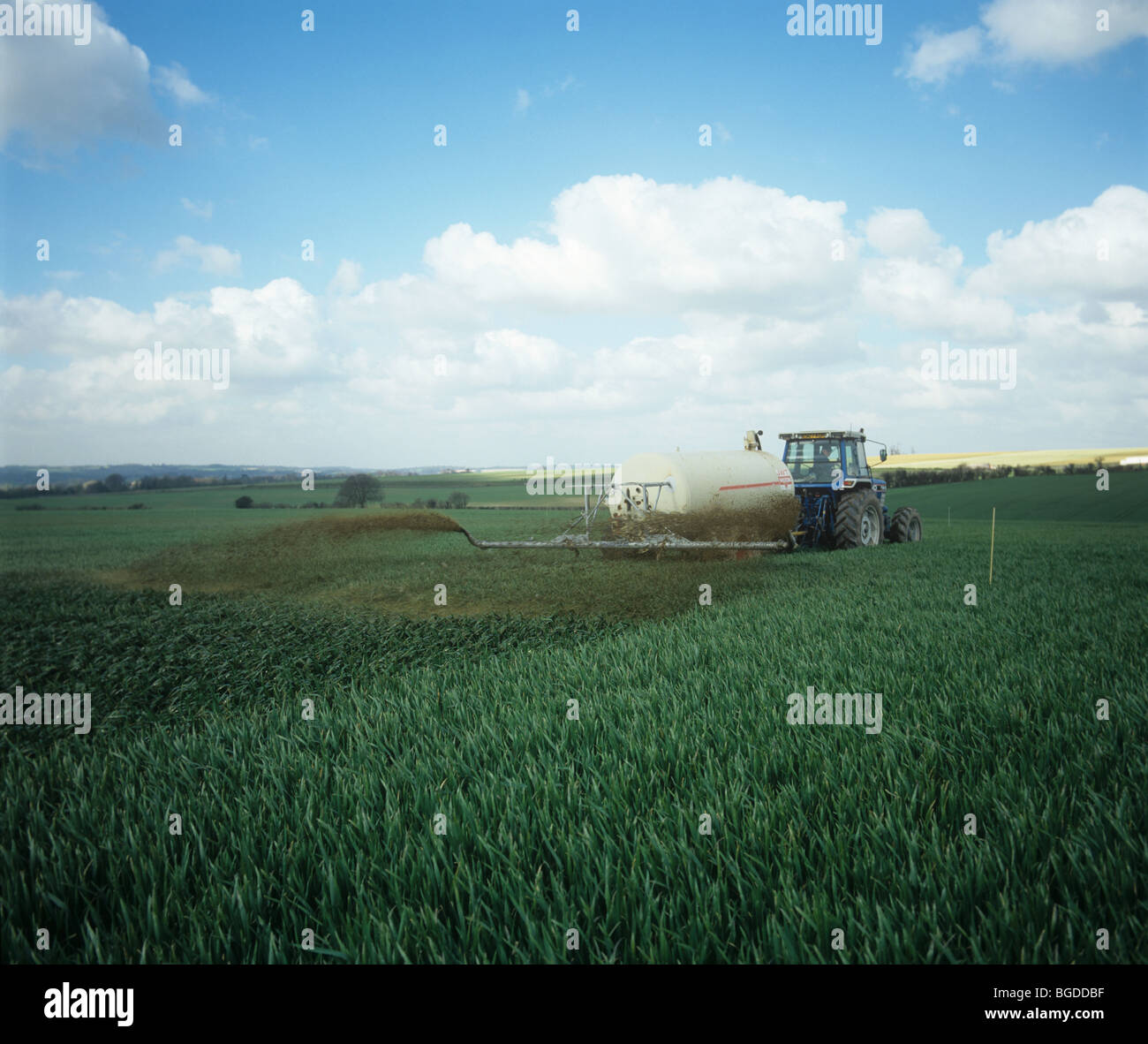 Tracteur avec Tramspreader, répandre le lisier, engrais organique, sur la culture de blé, Hampshire Banque D'Images