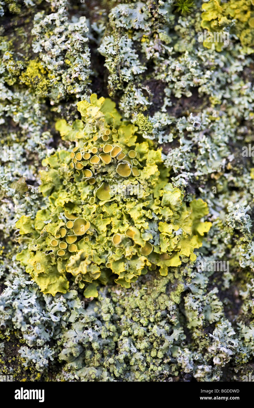 Gros plan du Sunburst Maritime Maritime (Xanthoria parietina) poussant sur le tronc d'un frêne Banque D'Images