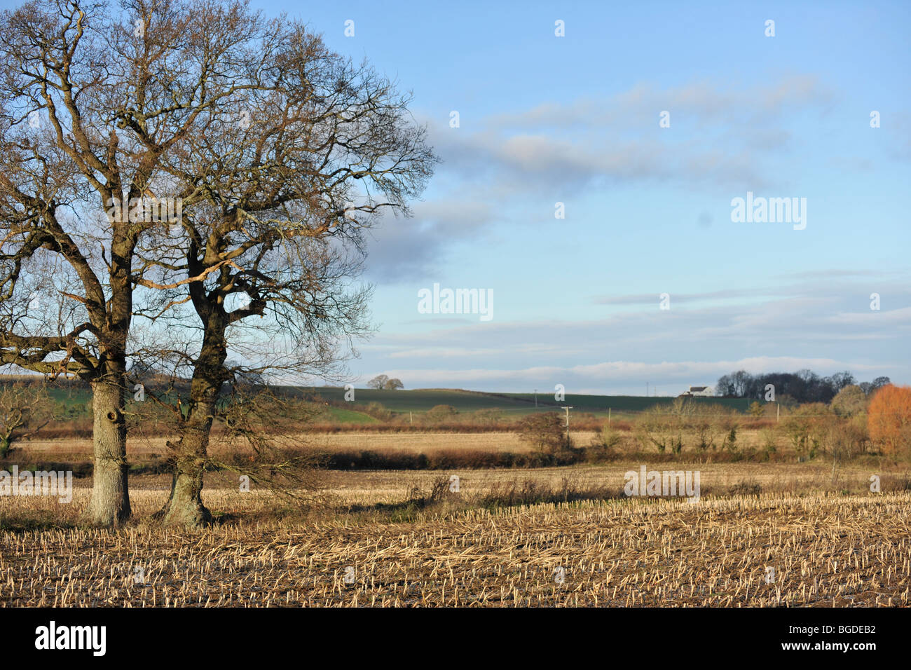 Paysage de terres arables d'hiver Banque D'Images