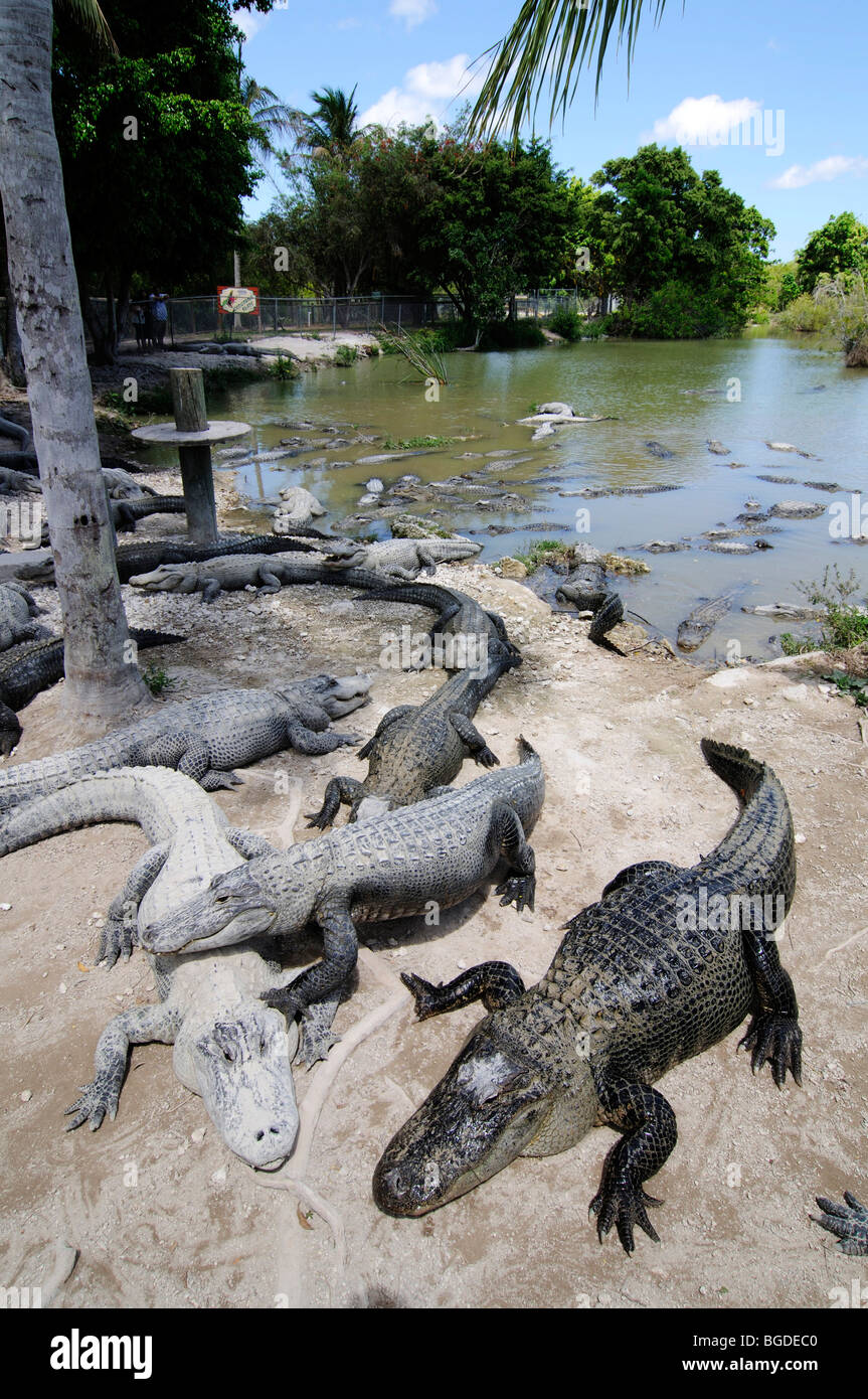 Everglades Alligator Farm, Homestead, Miami, Floride, USA Banque D'Images Everglades Alligator Farm, Homestead, Miami, Floride, USA Banque D'Images