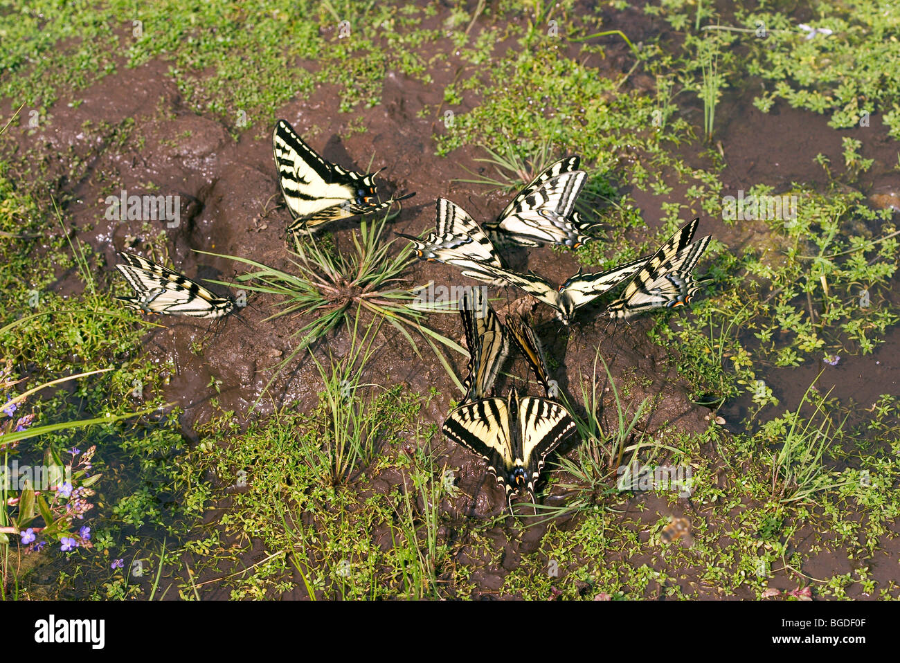 Western Tiger Swallowtail 'flaque' parti Banque D'Images
