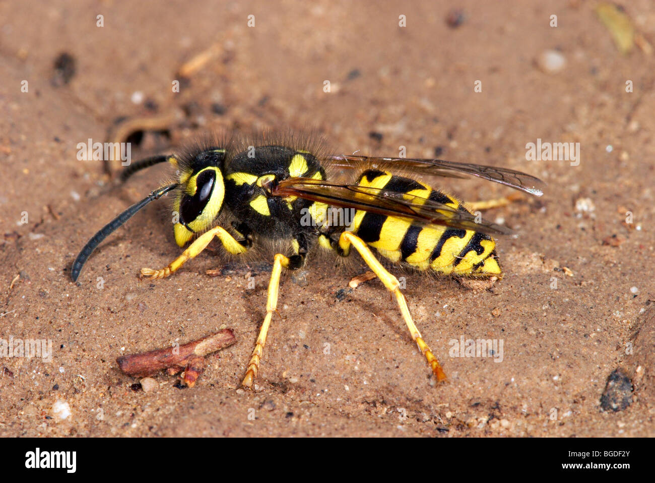 Western Yellow Jacket Banque D'Images
