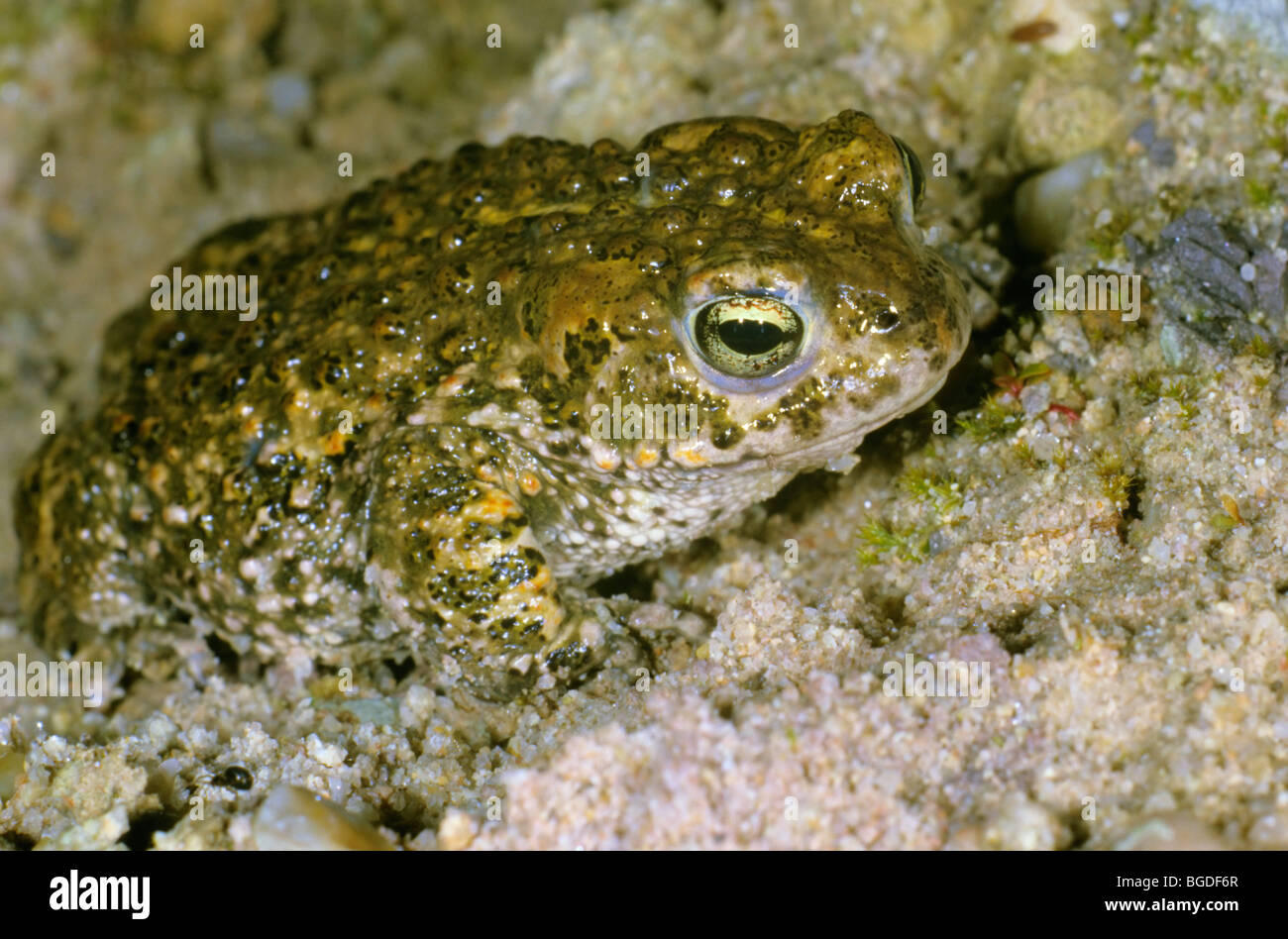 Crapaud calamite (Bufo calamita) dans une carrière de sable Banque D'Images