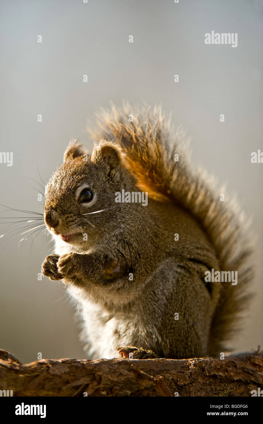 L'écureuil roux (Tamiasciurus hudsonicus) se nourrissant de graines, le Grand Sudbury, Ontario, Canada Banque D'Images