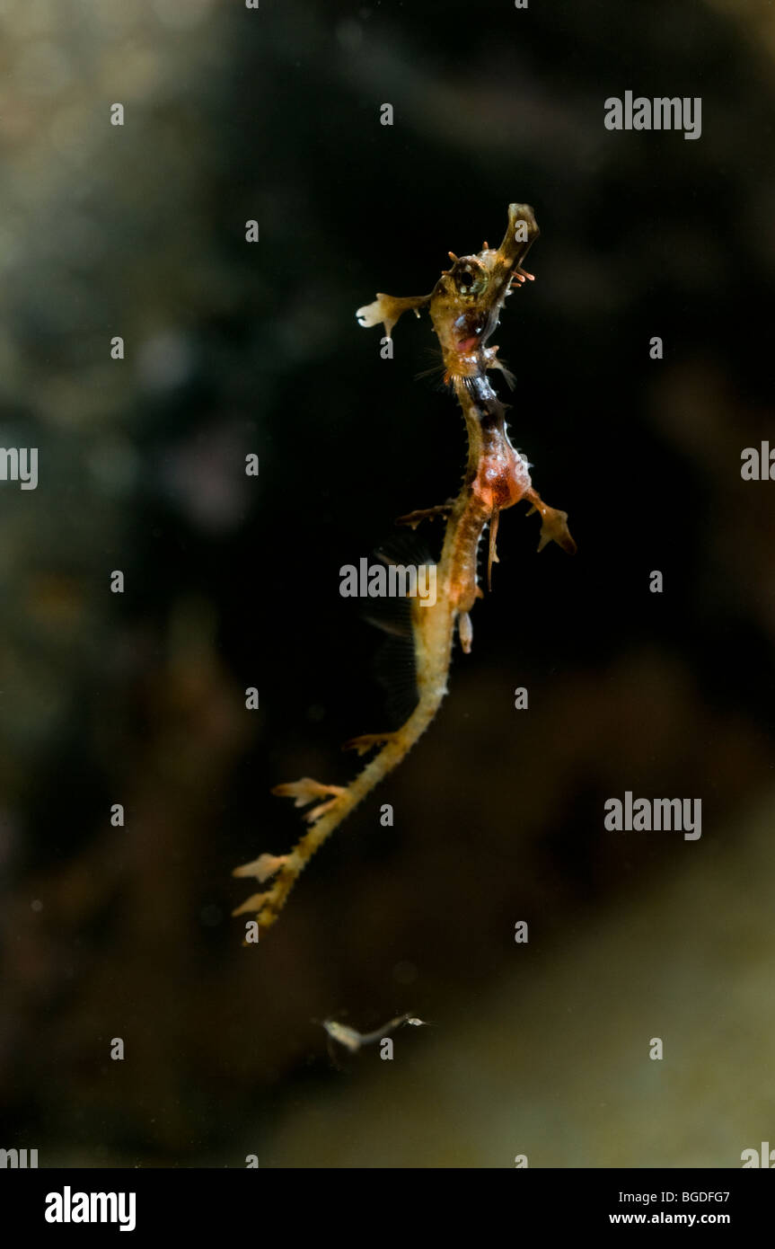 Mauvaises herbes juvénile : Phyllopteryx taeniolatus sea dragon Banque D'Images