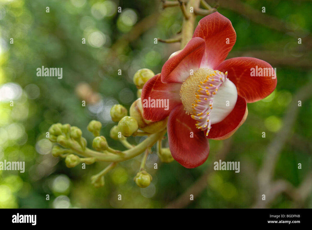 Fleur de la Cannonball Tree (Couroupita guianensis), l'île Sainte-Croix, îles Vierges américaines, United States Banque D'Images