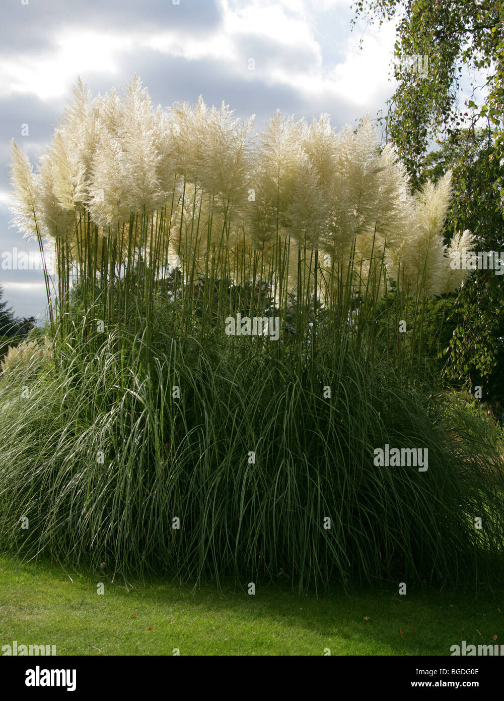 L'herbe de la pampa, Cortaderia selloana, Poaceae Banque D'Images