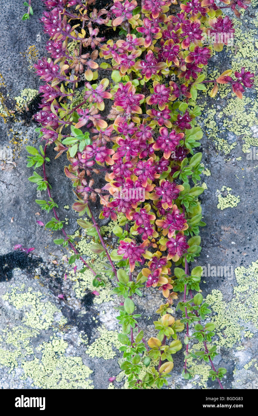 Le thym sauvage ou ramper le thym (Thymus polytrichus), flétries, lac Oberaar, Alpes Bernoises, canton de Berne, Suisse, Europe Banque D'Images