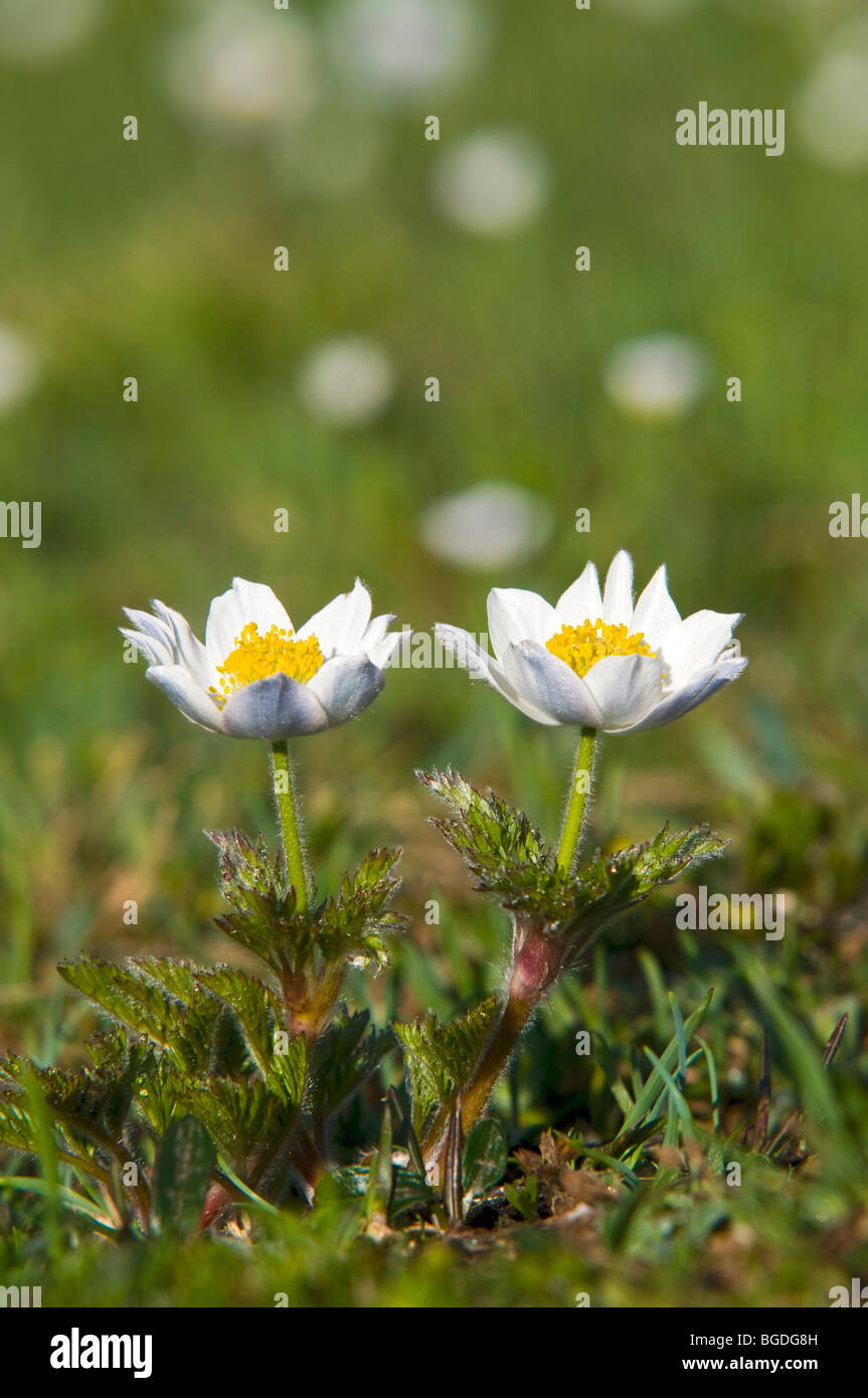 Alpine White Anemone (Pulsatilla alpina ssp. Alpina), Parc National du Grand Paradis, Val d'aoste, Italie, Europe Banque D'Images